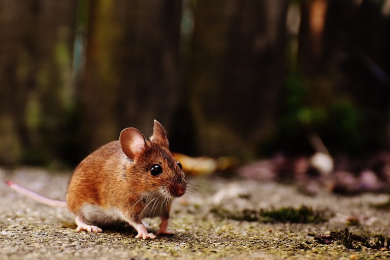 How to Keep Mice Out of Your RV: Essential Tips for a Rodent-Free Adventure